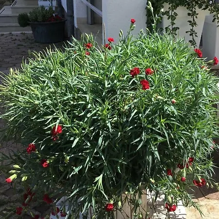 Apartman Apartments More *